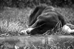 Death of a Pet